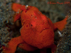Tiny Painted Frogfish (Antennarius pictus) about the size... by Brian Mayes 
